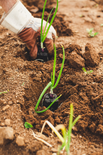 hand with a gardening glove on planting